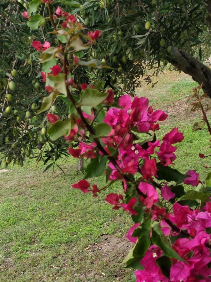 Ases Villa Lagonisi Halkidiki Ormos Panagias Exterior foto